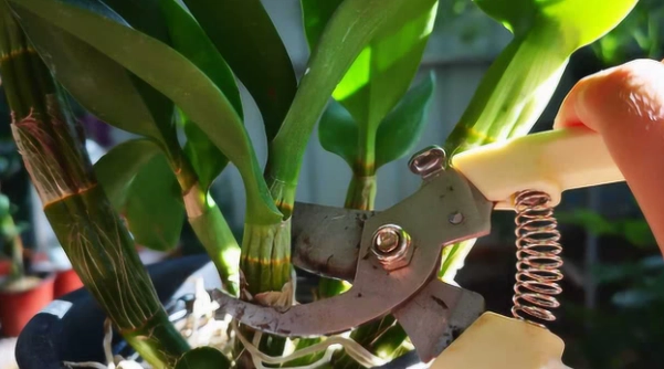 蘭花花梗修剪時機