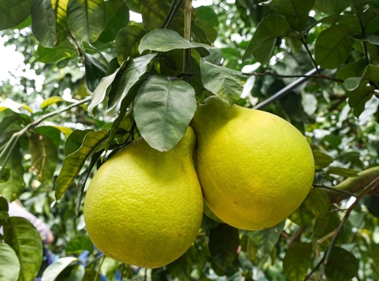 柚子藥物交互作用