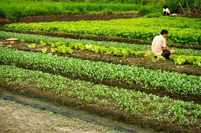 家庭菜园种植时程