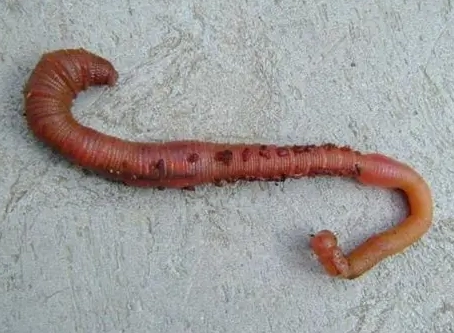 紐西蘭旅行昆蟲