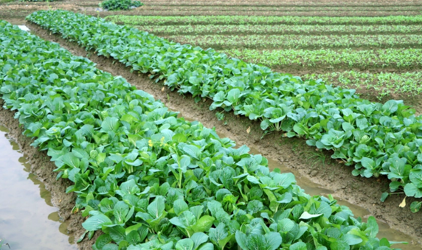 蔬菜种植时间表