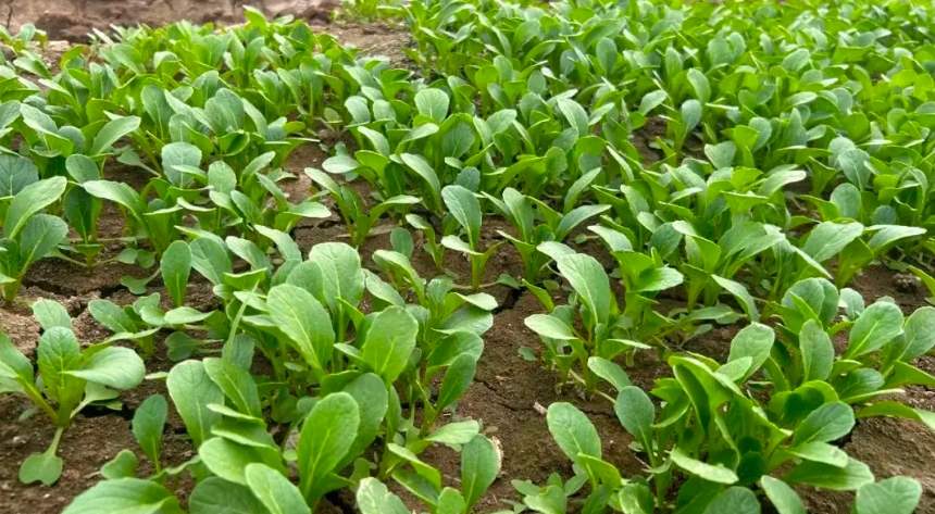 蔬菜种植时间表