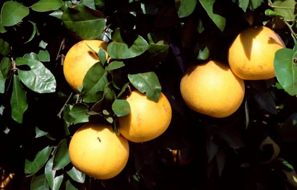 柚子與花生同食風險