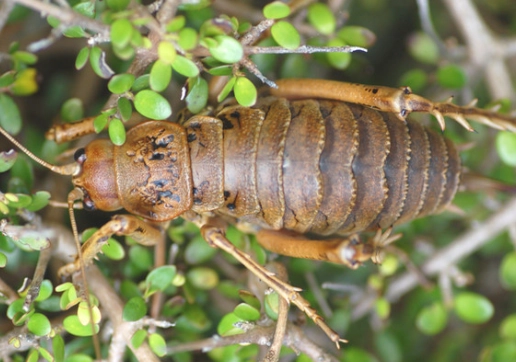 紐西蘭旅行昆蟲