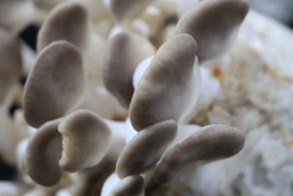 冷凍秀珍菇方法