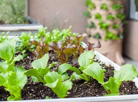 台灣蔬菜種植時間