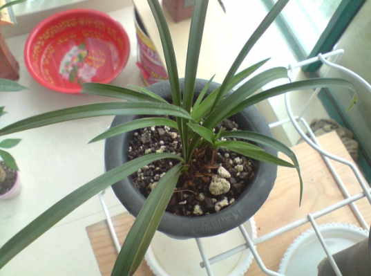 兰花花梗变黄处理