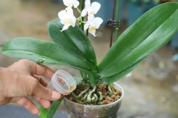 蘭花修剪花梗方法