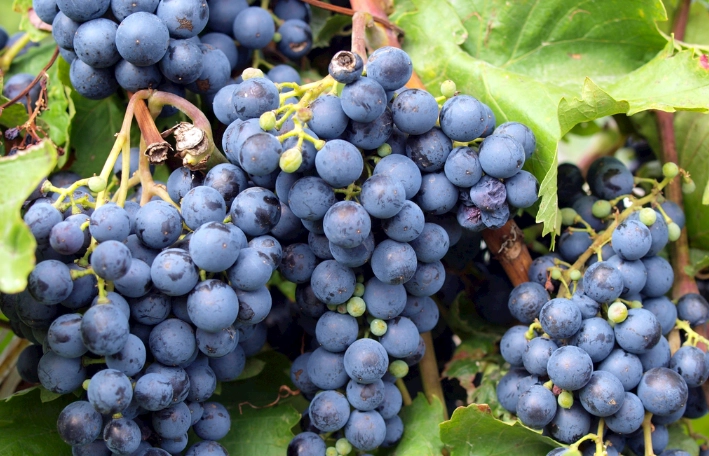 蕁麻疹飲食禁忌