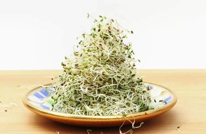 苜蓿芽生食