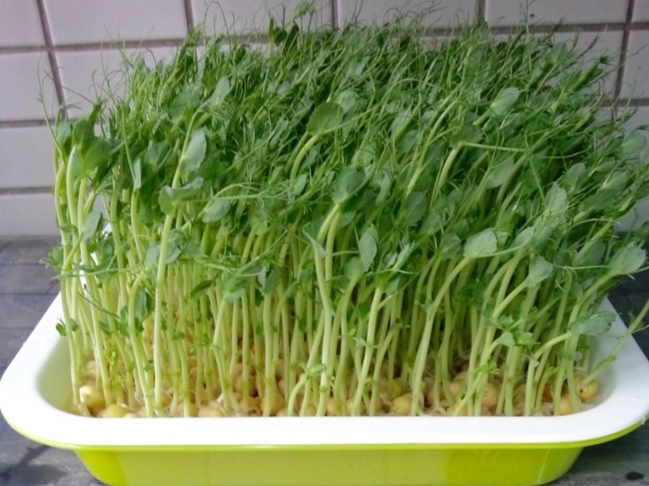 有機豌豆苗生吃