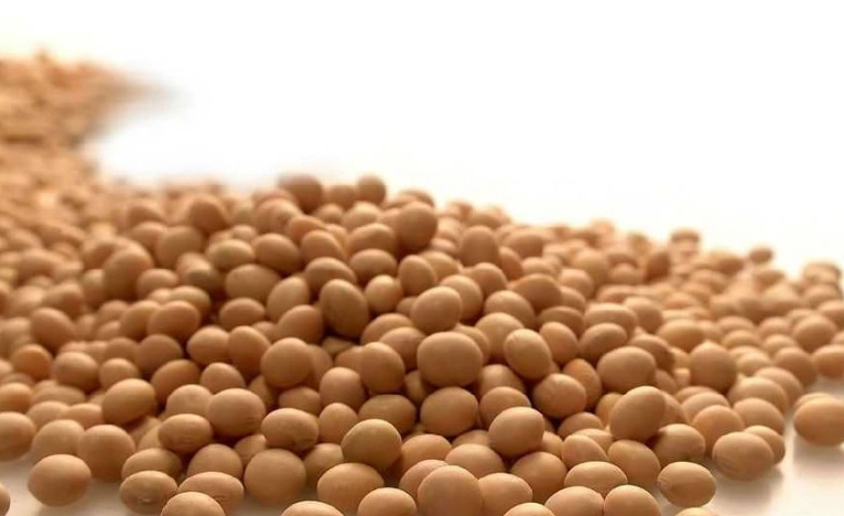 高麗菜纖維減肥