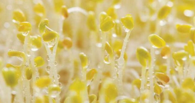 苜蓿芽健康益處