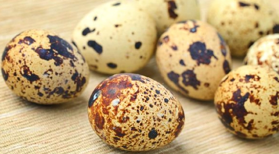 蛋白質過敏飲食指南