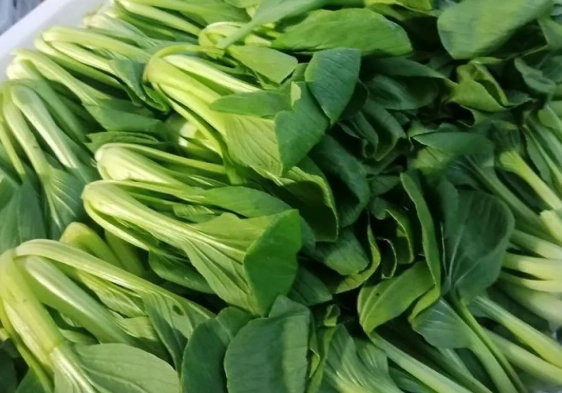 小松菜 油菜 區別