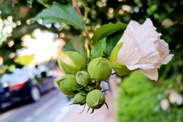 高麗菜纖維食譜