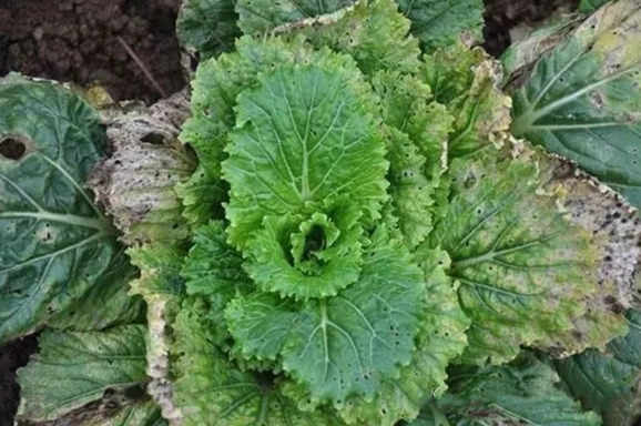 小白菜蟲害預防