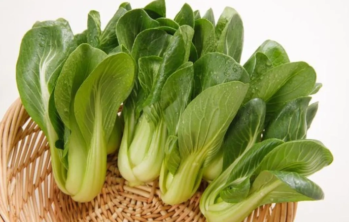 小松菜油菜不同