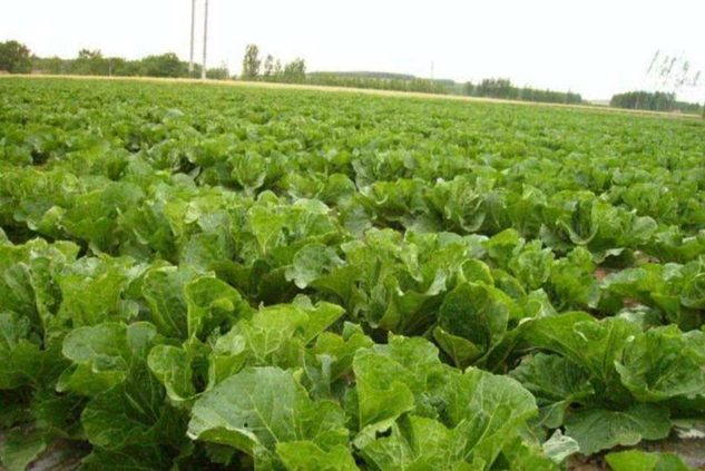 小白菜蟲害預防