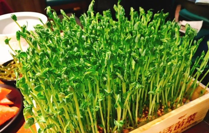 有機豌豆苗生吃