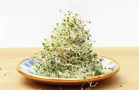 苜蓿芽怎麼吃