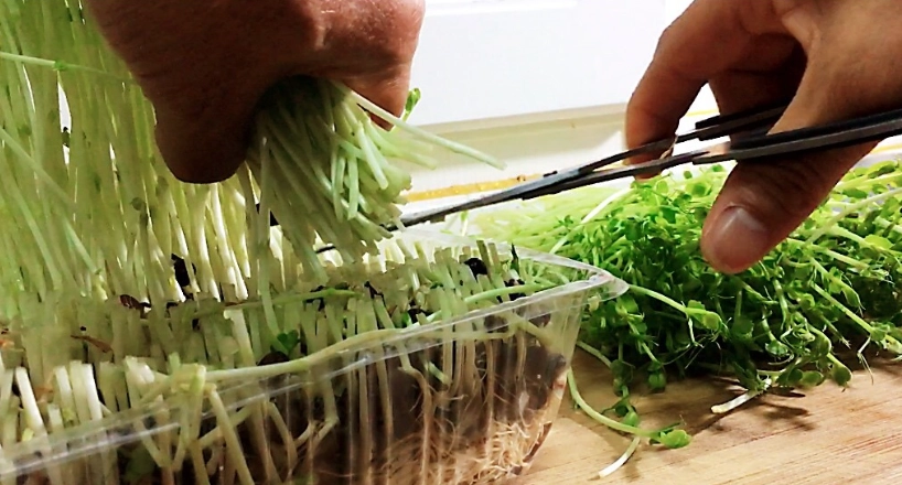 有機豌豆苗生吃