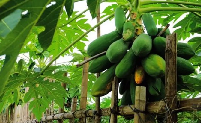 木瓜香蕉一起吃