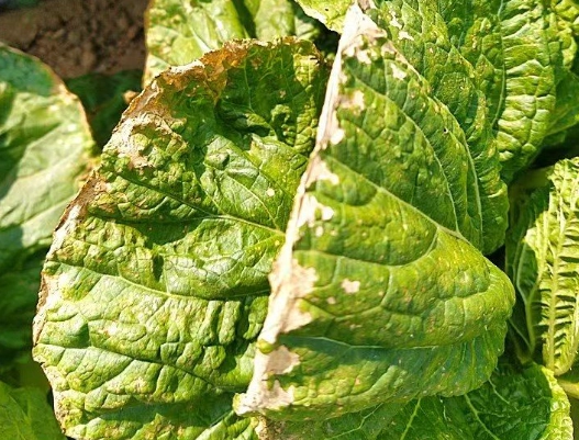 白菜蟲害防治
