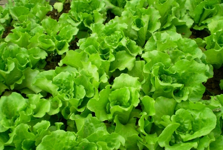 生菜纖維攝取方法