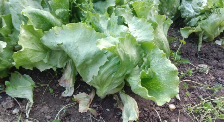 西生菜營養價值