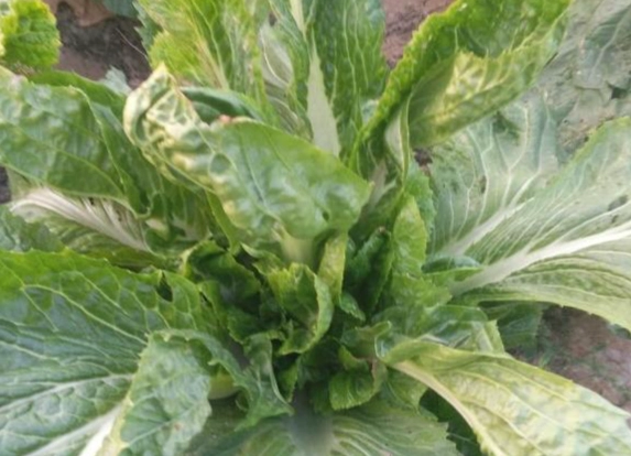 有機小白菜蟲害防治