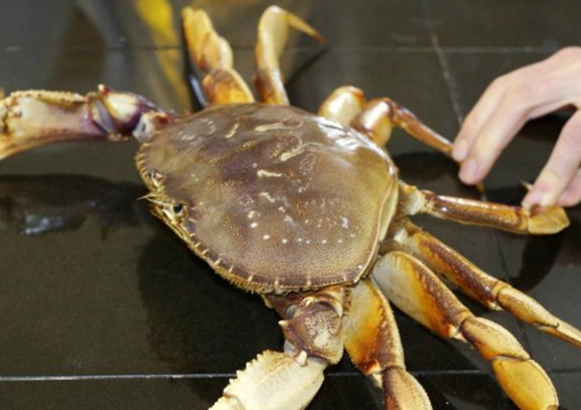 螃蟹不能和什么一起吃