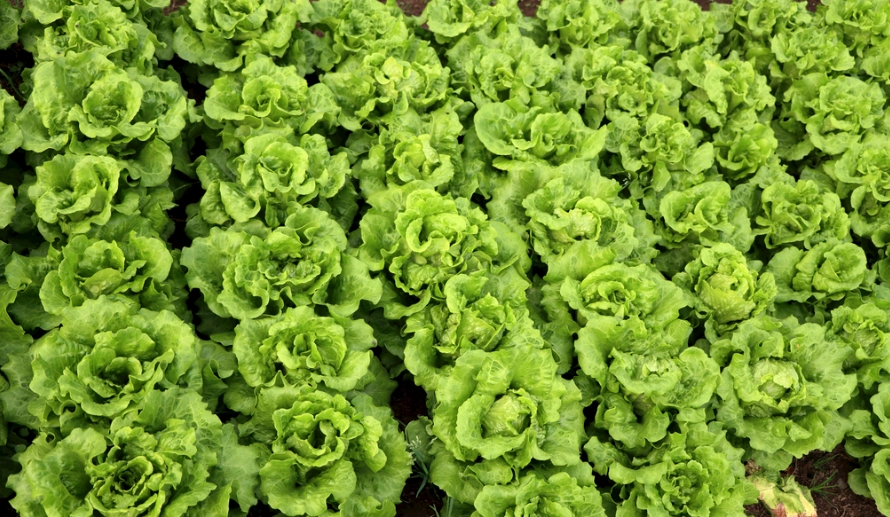 吃生菜健康風險