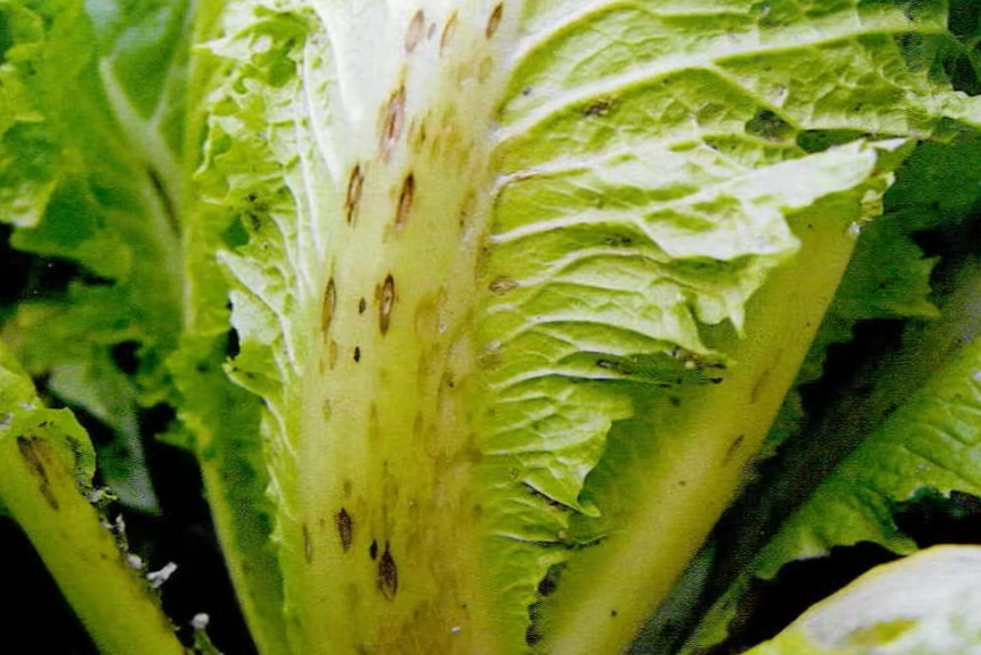 白菜蟲害防治