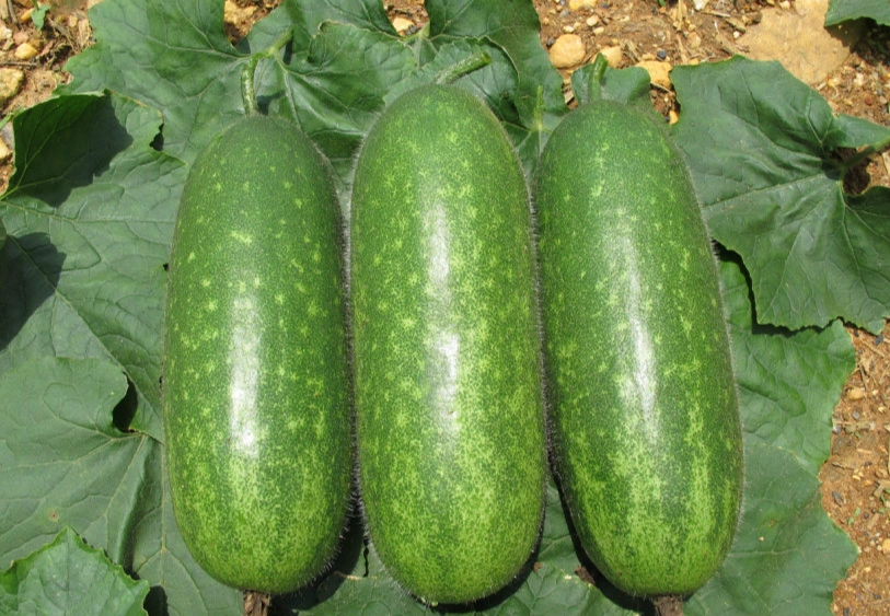 痛風飲食蔬菜注意