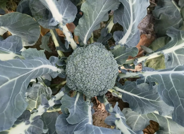 青花菜保存方法