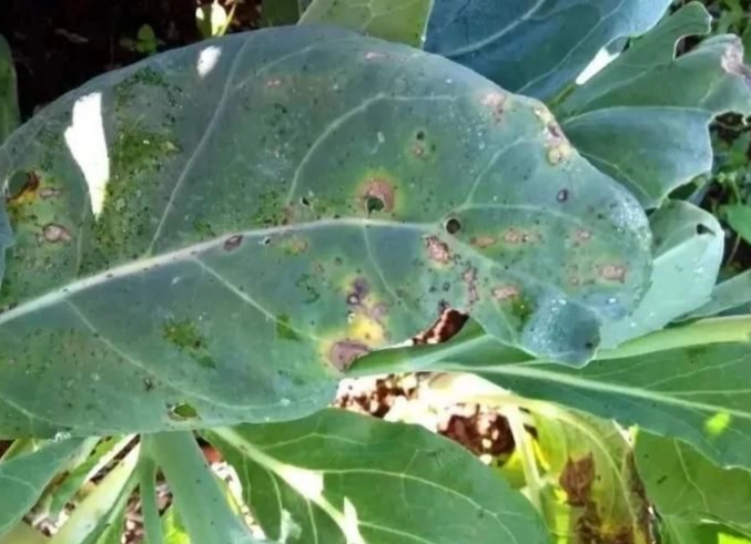 花椰菜保存方法