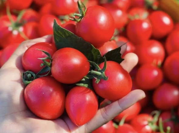 小番茄營養