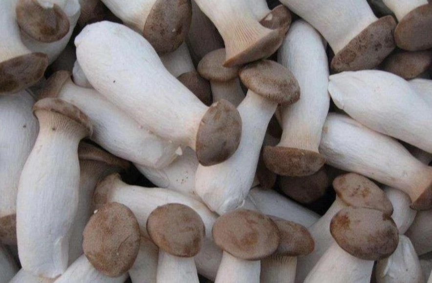 杏鮑菇 降膽固醇