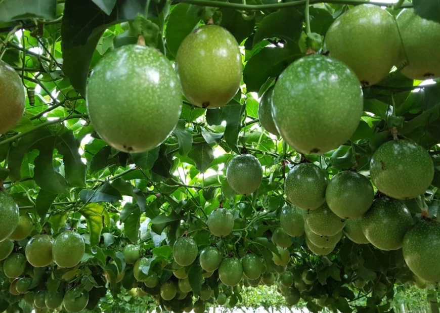 百香果營養功效