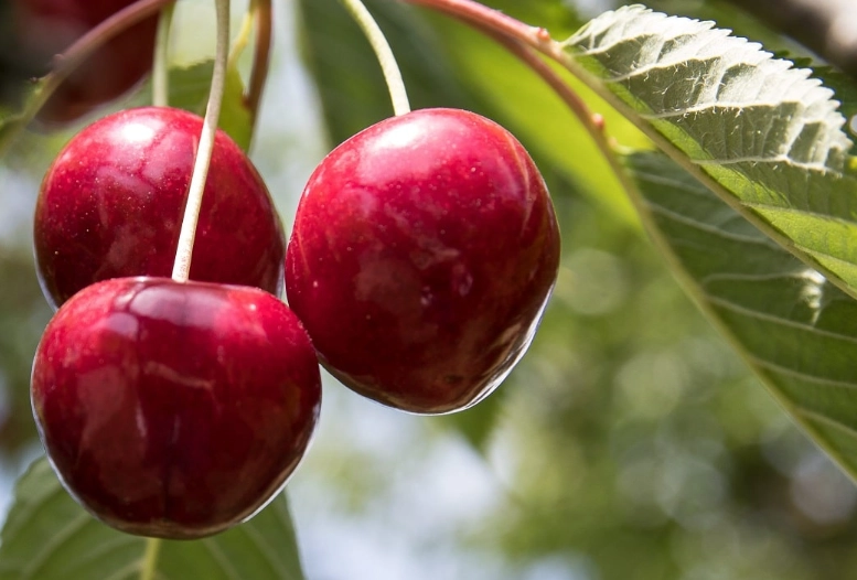 櫻桃對腎臟病影響