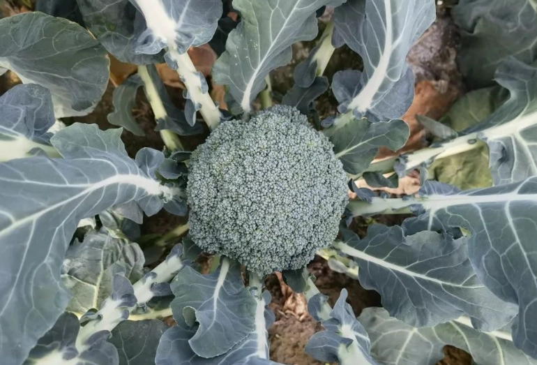 變黃青花菜處理