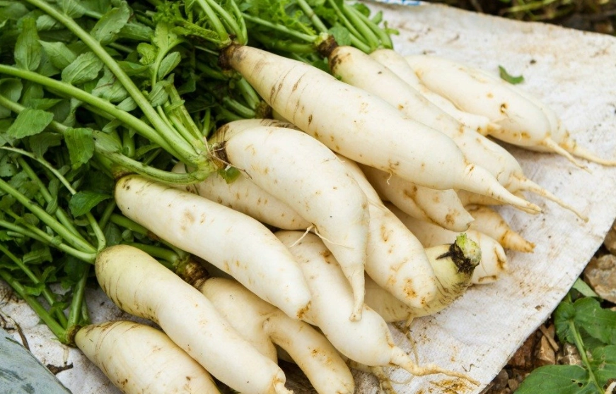 白蘿蔔健康功效