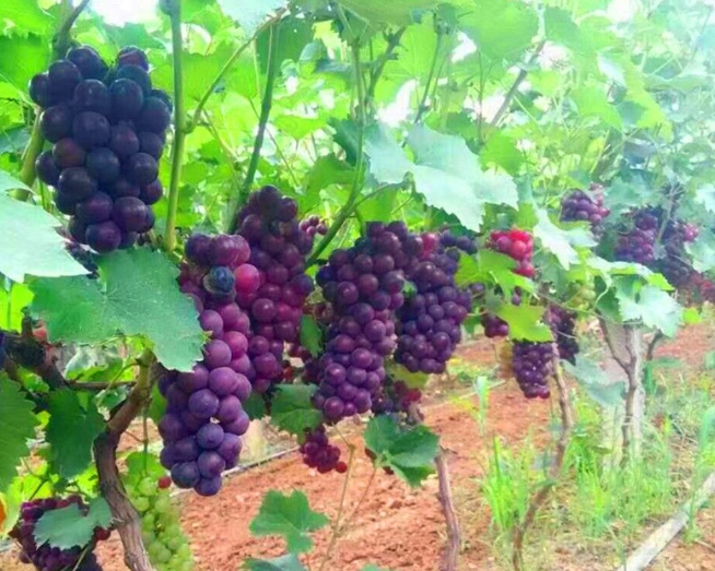 腎臟病水果禁忌