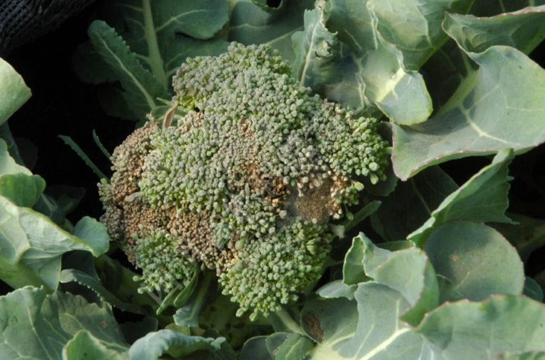 青花菜保存方法