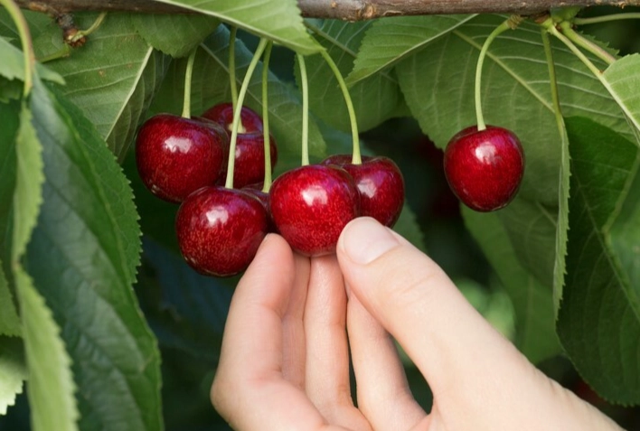 腎臟病飲食櫻桃