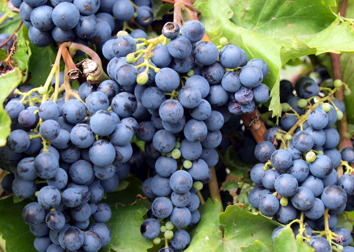 腎臟病水果禁忌