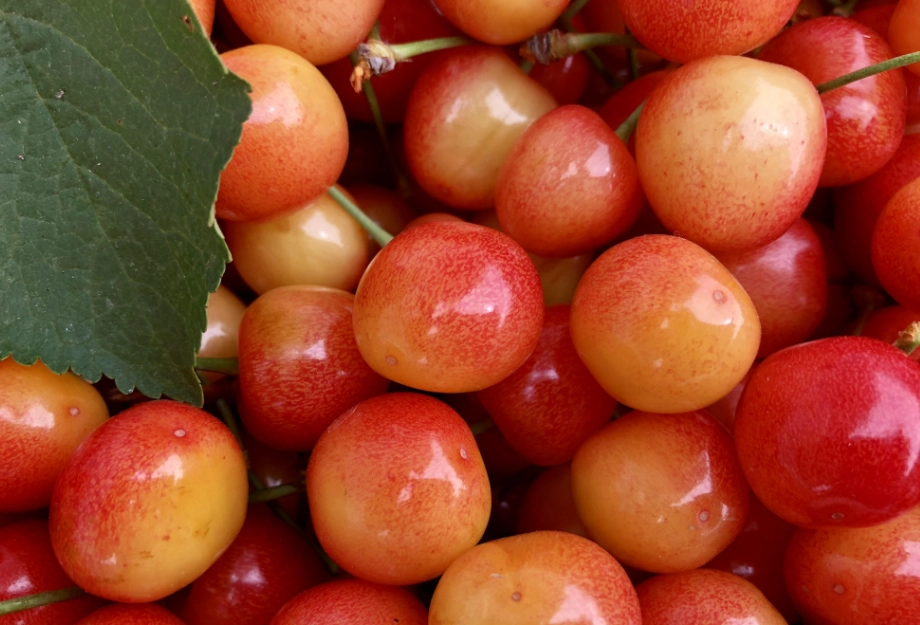 腎臟病飲食櫻桃