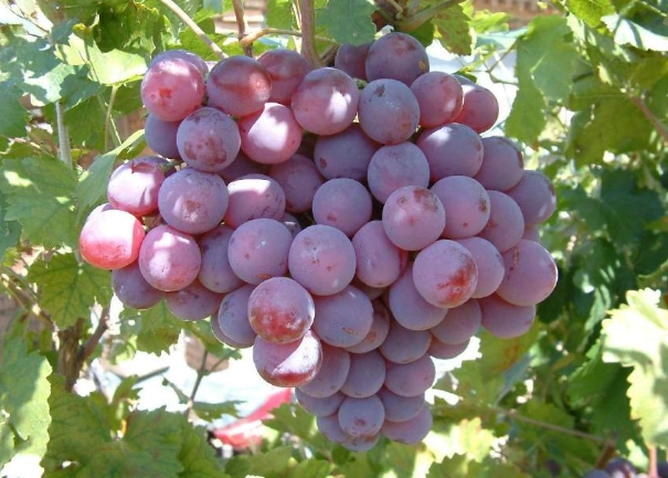 肝硬化可以吃的水果