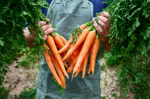 紅蘿蔔冷凍保存